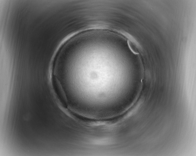 X0000099950846200805231320
