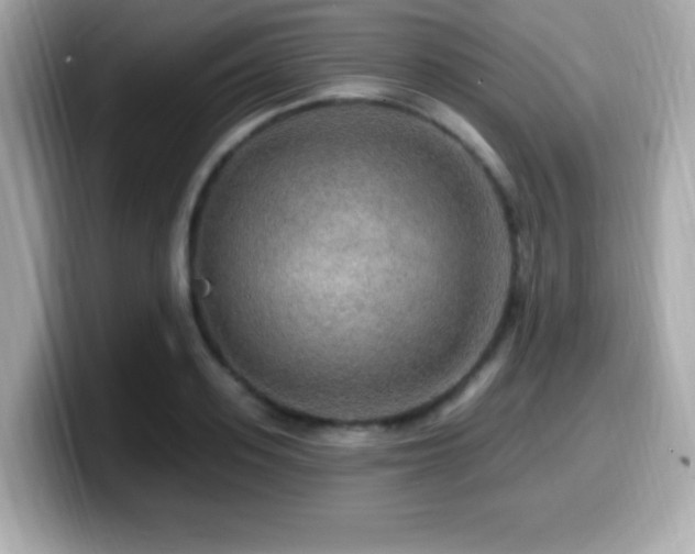 X0000099950939200805231319