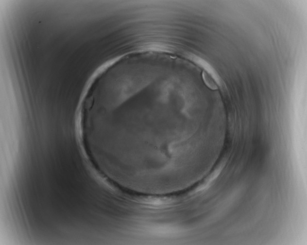 X0000099950987200805231318