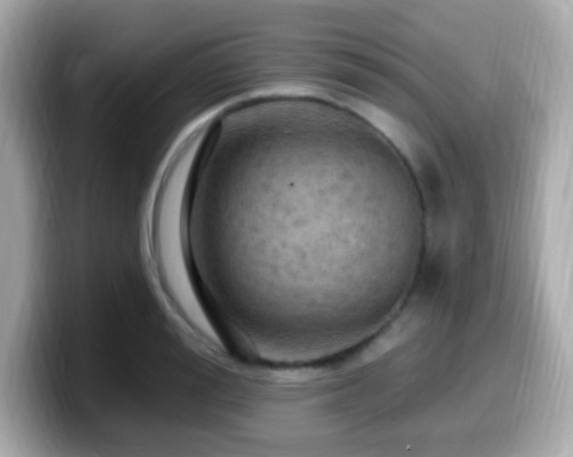 X0000099950988200805231318