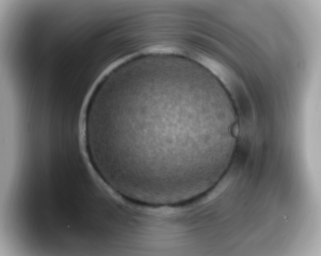 X0000099950992200805231318