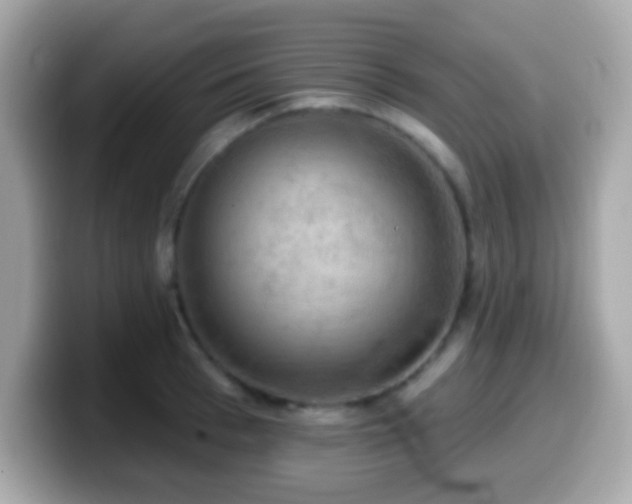 X0000099950993200805231318