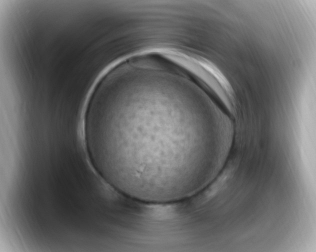 X0000099950996200805231318