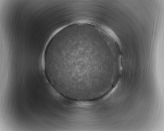 X0000099951036200805231317