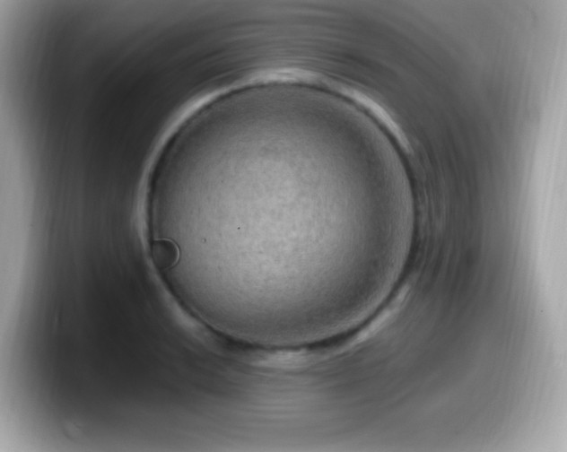 X0000099951038200805231317