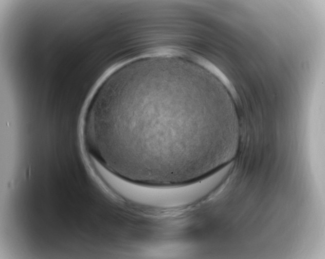 X0000099951091200805231316