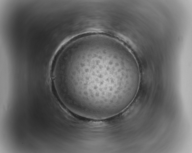 X0000099951168200805231315