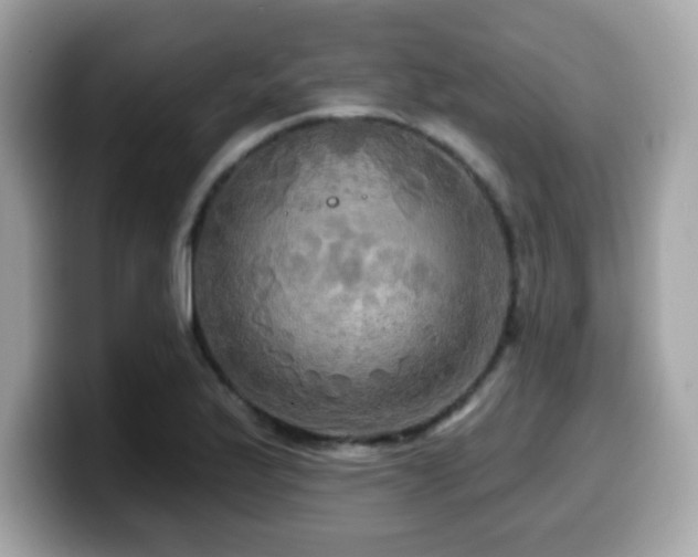 X0000099951175200805231315