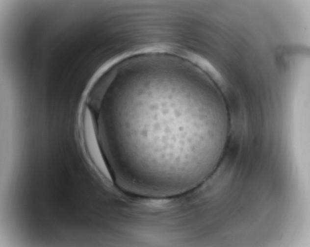 X0000099951184200805231315