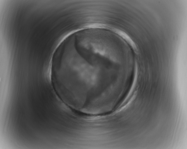 X0000099951228200805231315