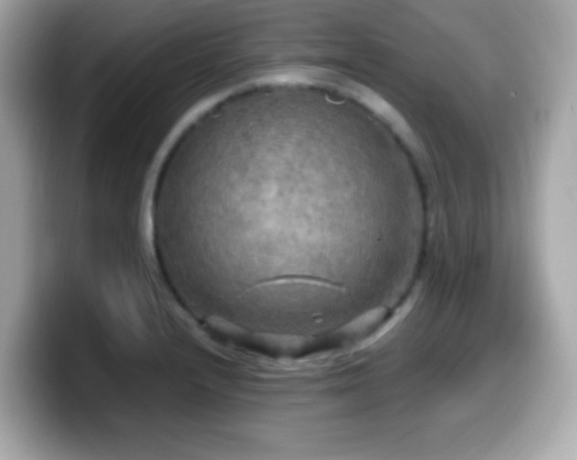 X0000099951232200805231315