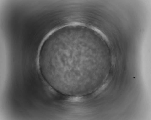 X0000099951278200805231314