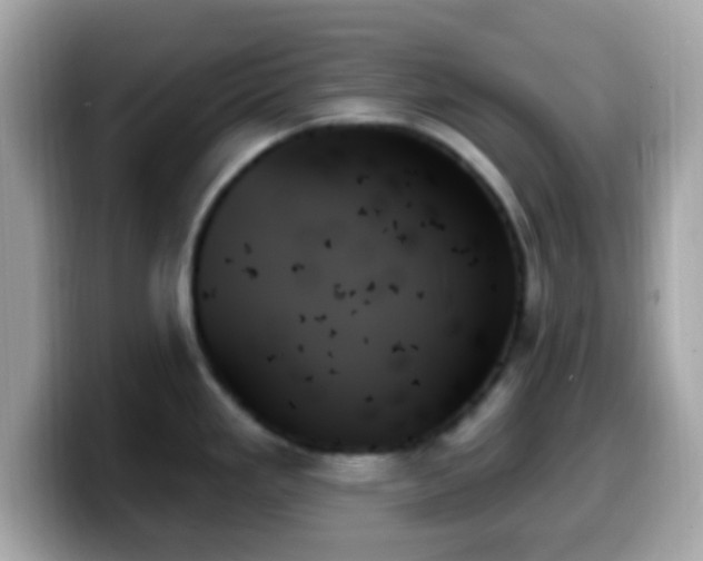 X0000099951293200805231314
