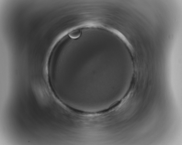 X0000099951335200805231314
