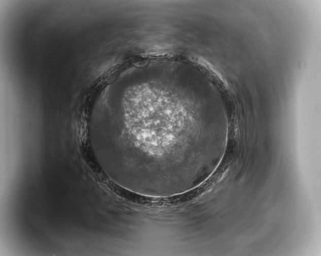 X0000099951350200805231313