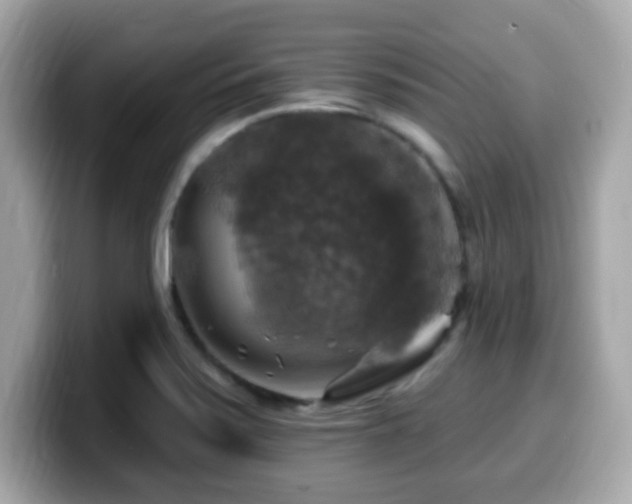 X0000099951371200805231313