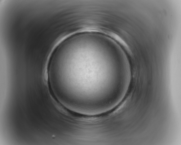 X0000099951372200805231313