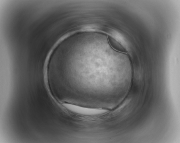 X0000099951384200805231313