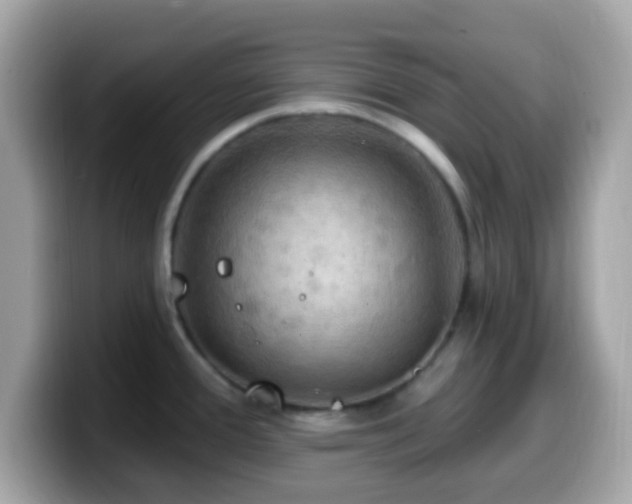 X0000099951388200805231312