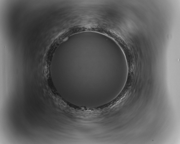 X0000099951398200805231312