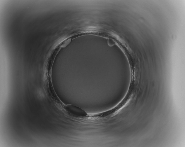 X0000099951453200805231312