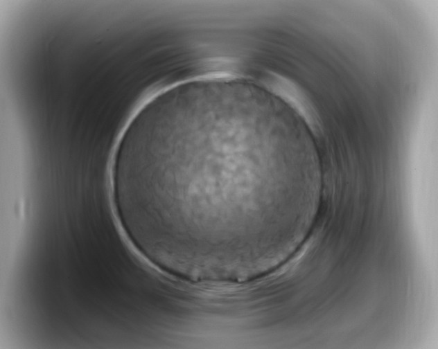 X0000099951483200805231311