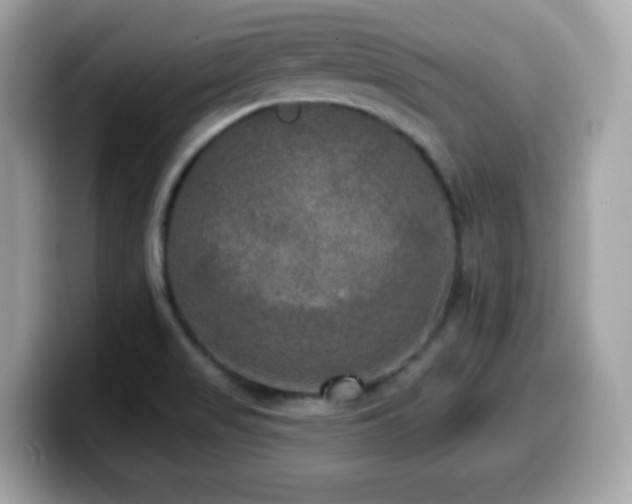 X0000099951517200805231311