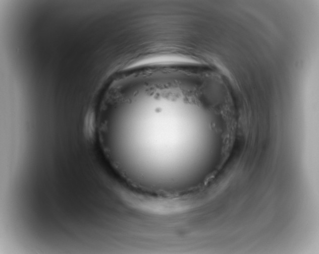 X0000099950024200805301244