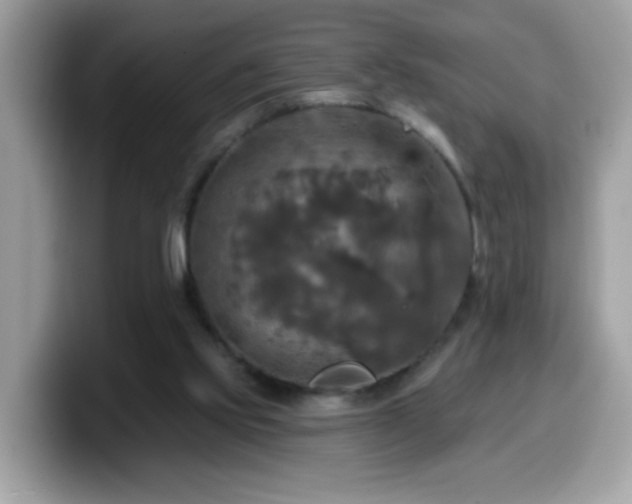X0000099950061200805301244