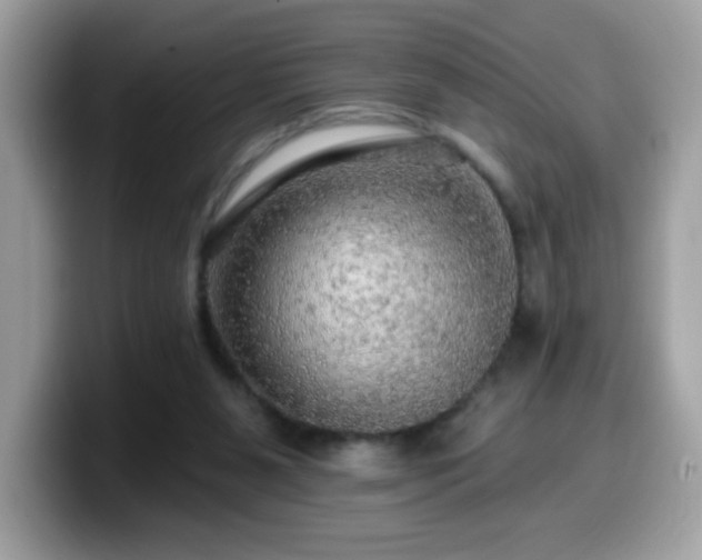 X0000099950111200805301243