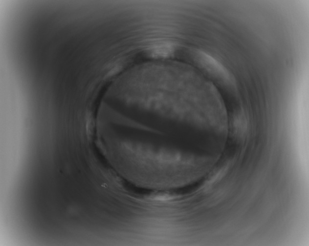 X0000099950228200805301242