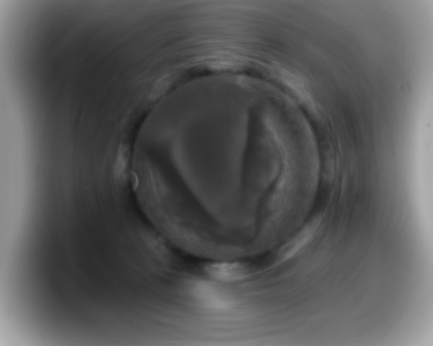 X0000099950273200805301242
