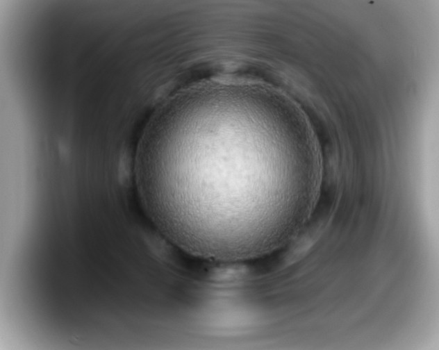 X0000099950274200805301242