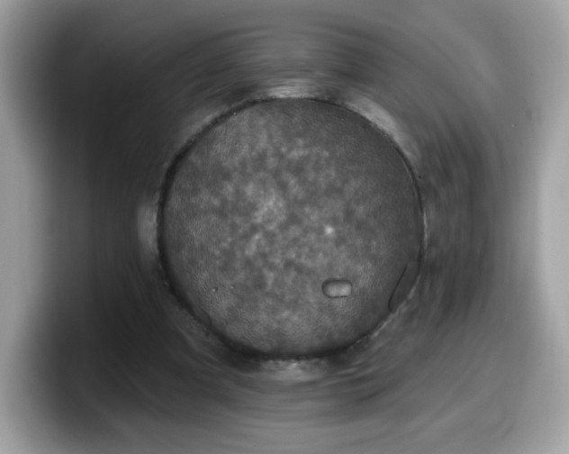 X0000099950297200805301241