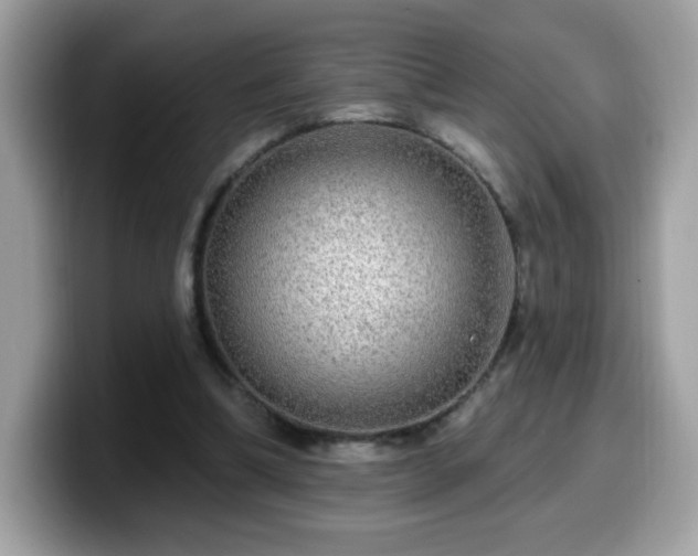 X0000099950298200805301241