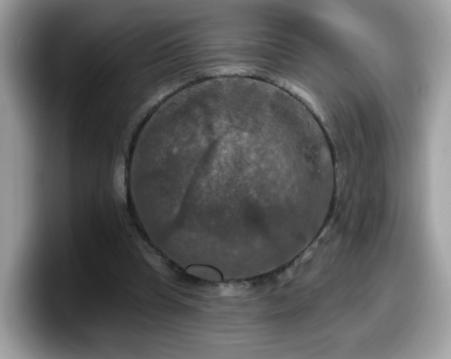 X0000099950345200805301240