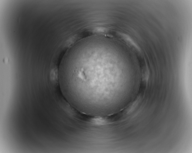 X0000099950425200805301240