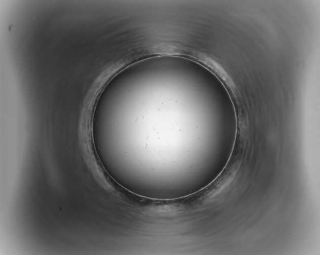 X0000099950433200805301239