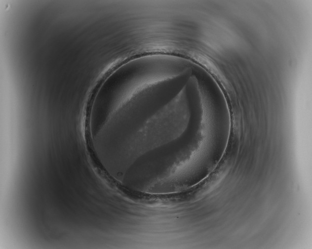 X0000099950434200805301239