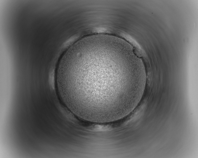 X0000099950442200805301239