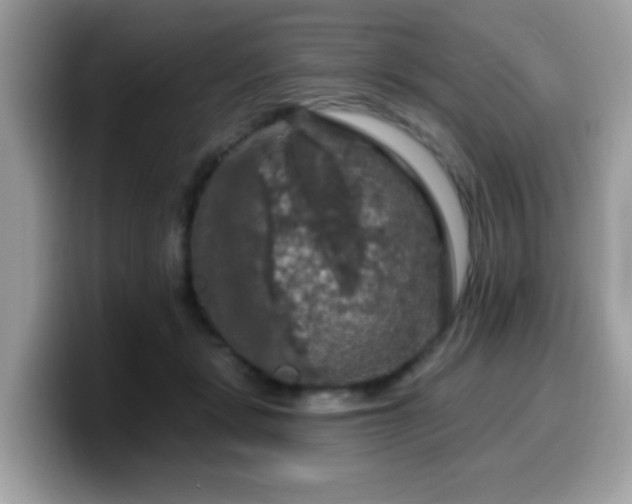 X0000099950461200805301239