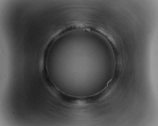 X0000099950496200805301239