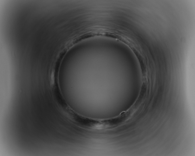 X0000099950504200805301239
