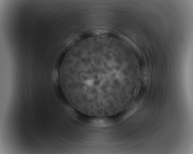 X0000099950523200805301238