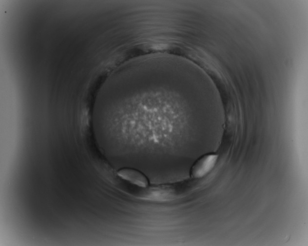 X0000099950555200805301238