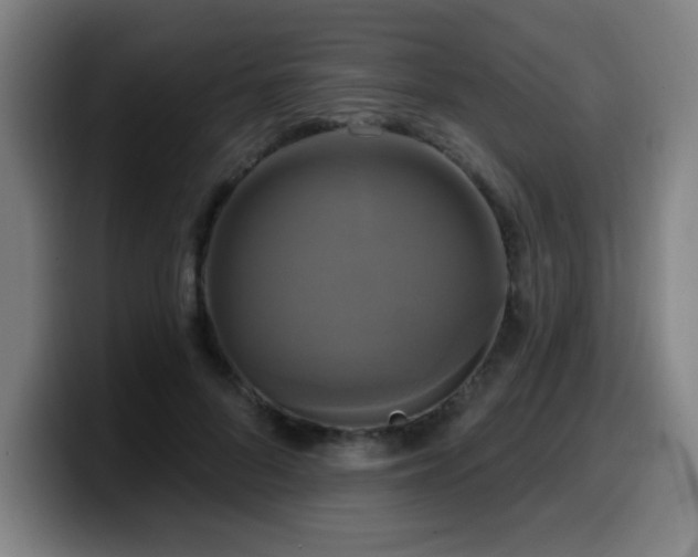X0000099950696200805301236
