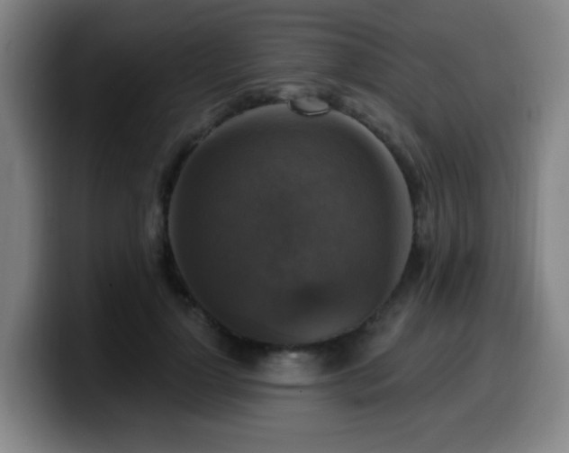 X0000099950748200805301236