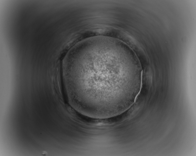 X0000099950750200805301236