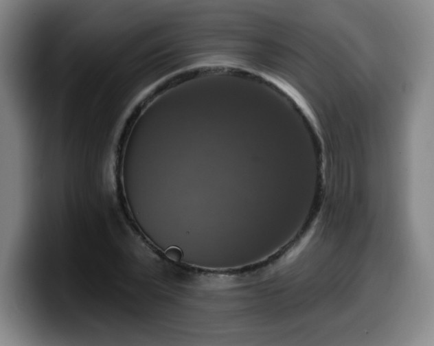 X0000099950783200805301235