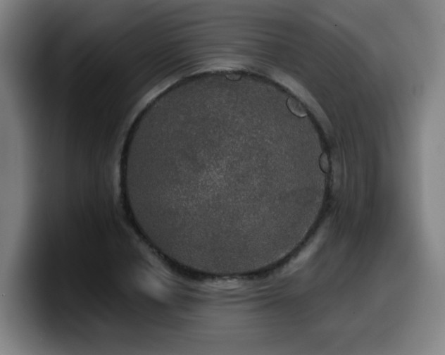 X0000099950834200805301235